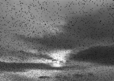 020_swarm