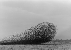 Swarm