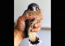 12_kestrel_in_hand018