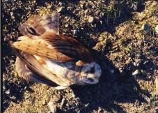 2_barnowl017