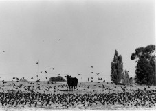 4_cow_and_flock001