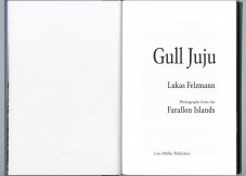 Gull_Juju008